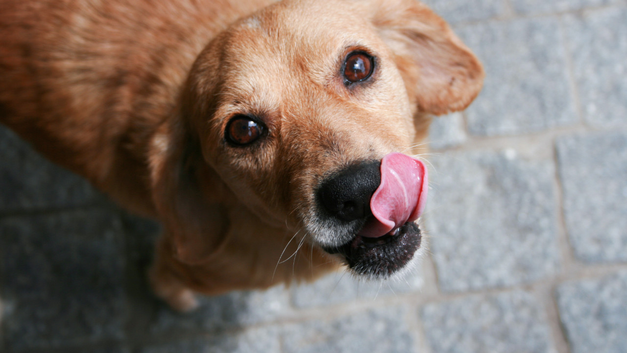 Köpekler neden dudaklarını yalar? kopekler neden dudaklarini yalar WF4tOEpI