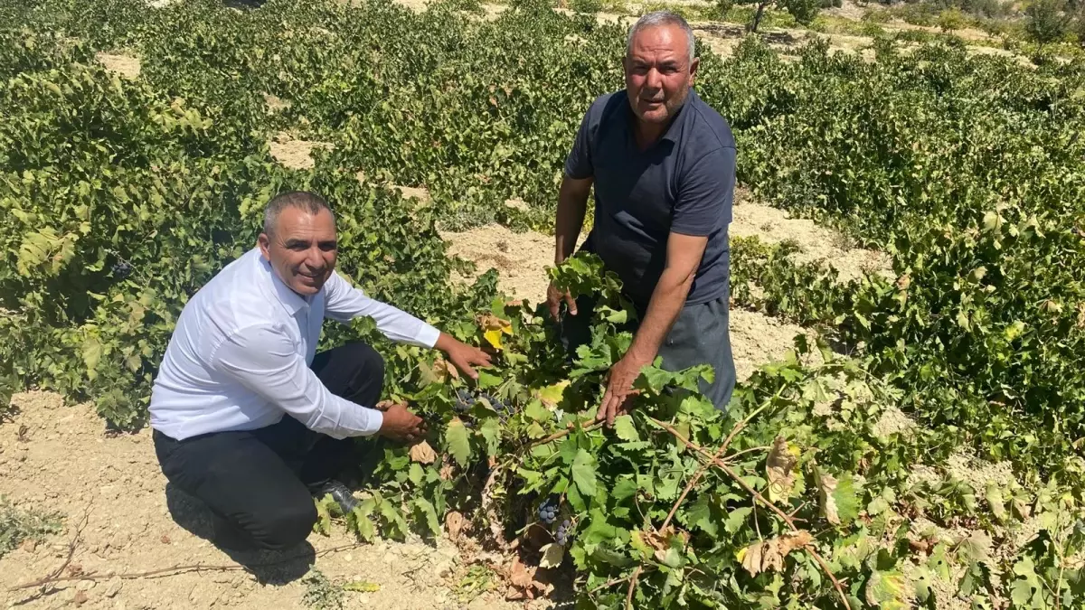 silifkede uzum hasadi basladi xJ2PMxuG