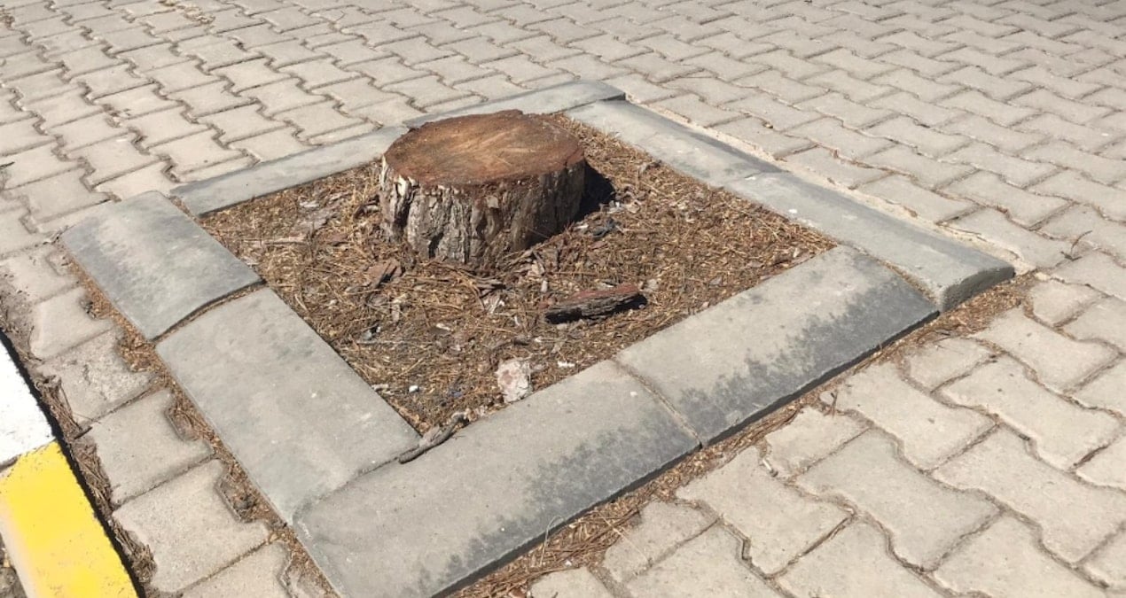 yarim asirlik agaclar kesildi topu birbirlerine attilar I7DKyUmr