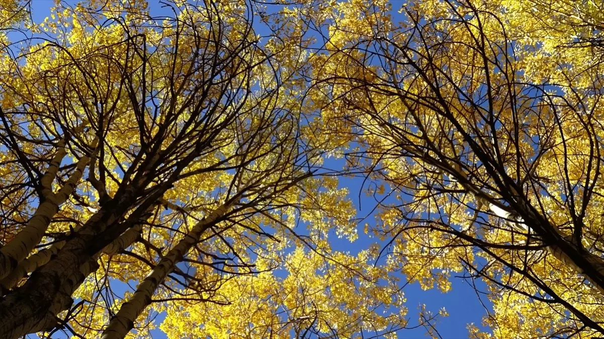 sonbahar renkleri sarikamista WxxawZMZ