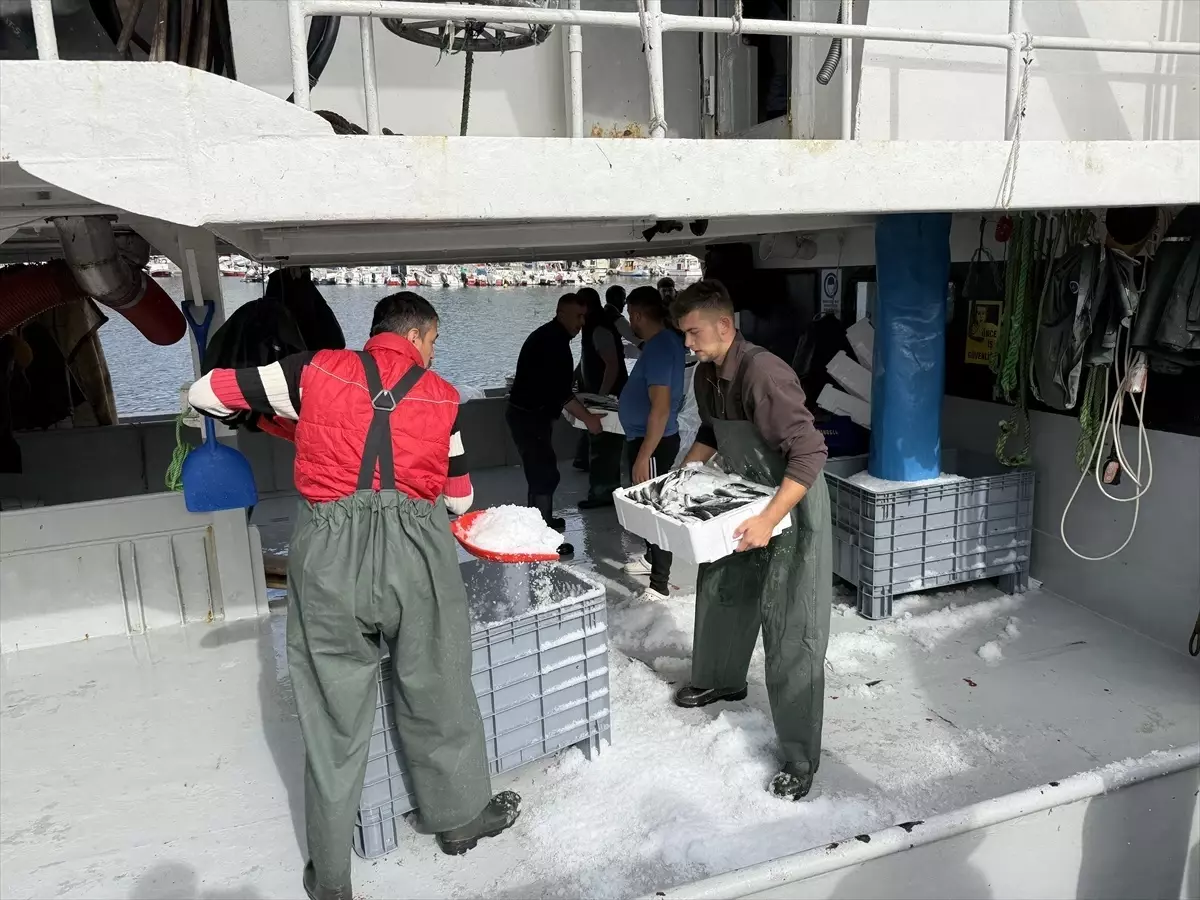 tekirdagli balikcilar istavritle dolu donuyor WvQWTCbB