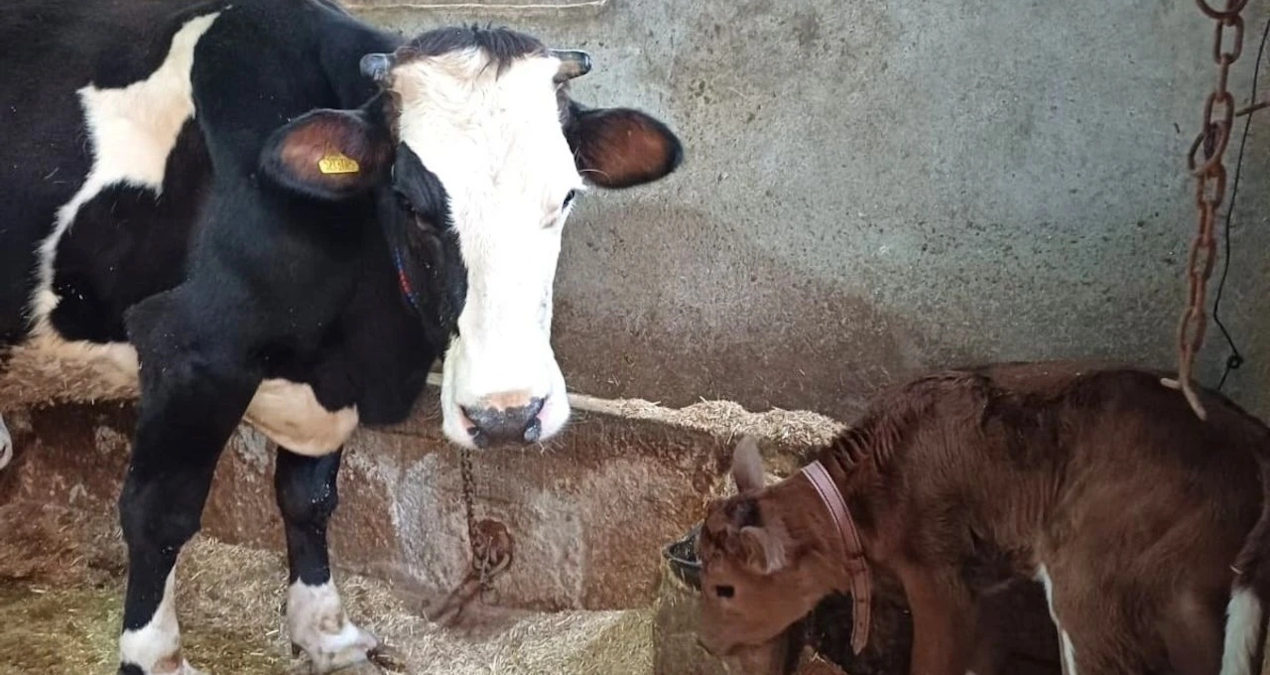 hayvancilikta devrim sut alerjisine karsi genleri susturulmus buzagilar dogdu 6ajqnaut.jpg