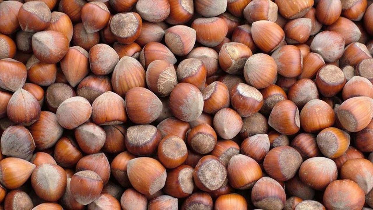 Trabzon’un 10 aylık fındık ihracatı 500 milyon doları aştı trabzonun 10 aylik findik ihracati 500 milyon dolari asti aGjBuzDD.jpg