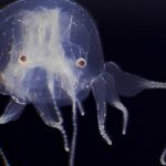 “Beyinsiz Yeni Denizanası Türü: 24 Gözüyle Dikkat Çekiyor”